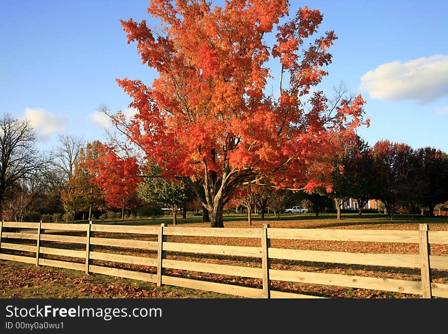 Its November and the trees in Nashville are showing off thier bright colors. Its November and the trees in Nashville are showing off thier bright colors