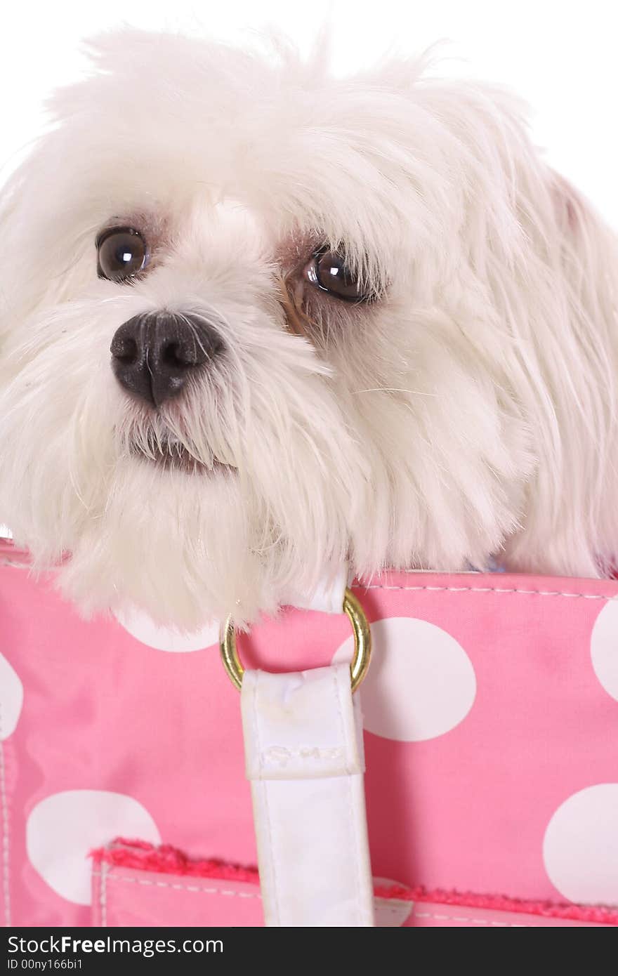 Pooch in purse upclose isolated on a white background