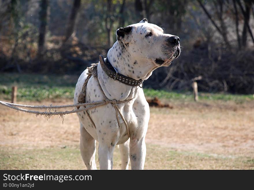 A Good Fighting Dog Ready to fight.