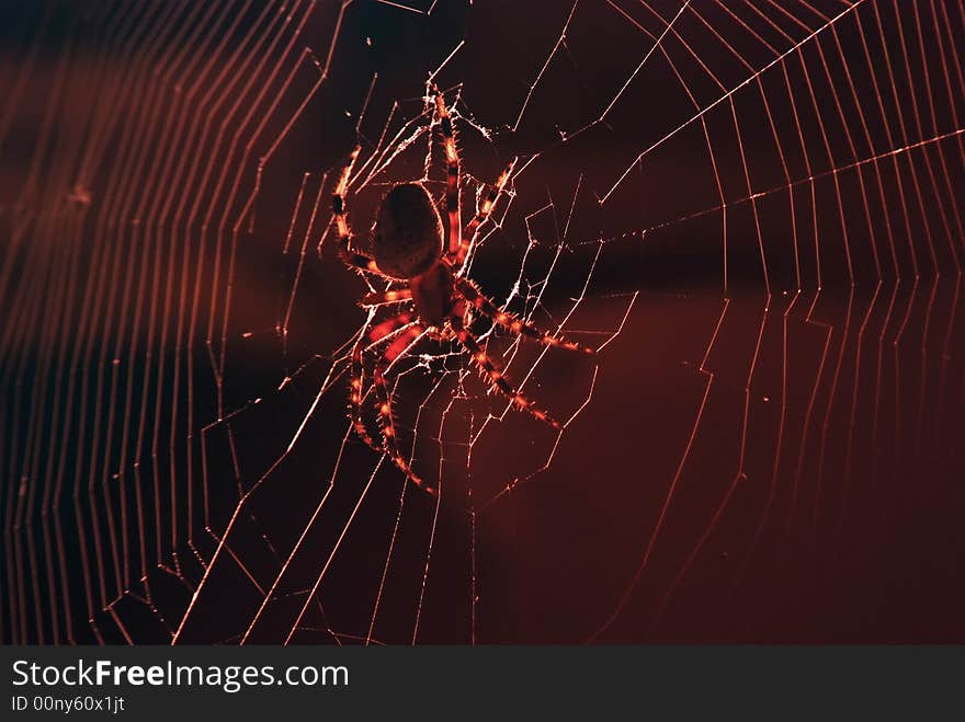 A Spider hanging out the middle of it's web