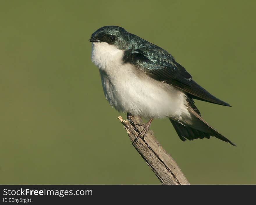 A Tree Swallow against a clear green background.