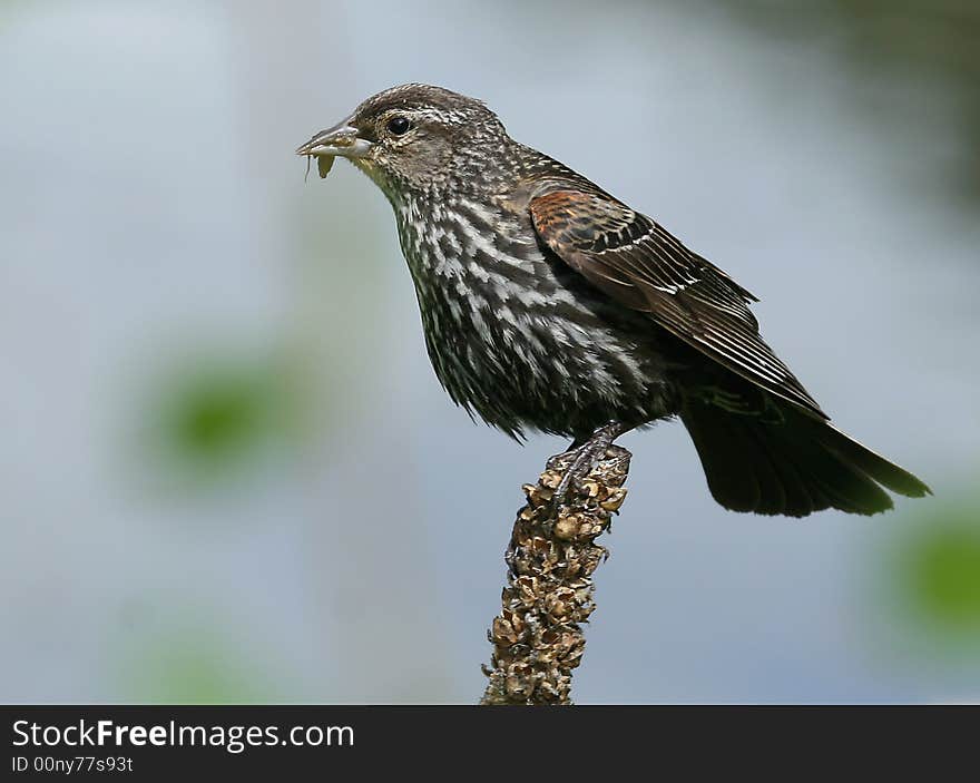 A female blackbird ready with food to take to the young birds. A female blackbird ready with food to take to the young birds.