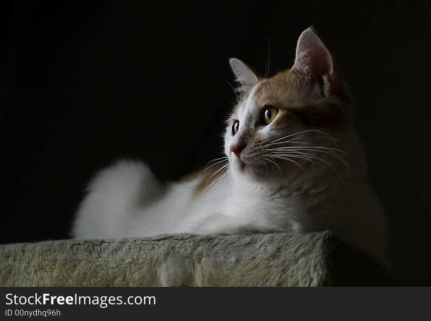 Cat enjoying sunshine .