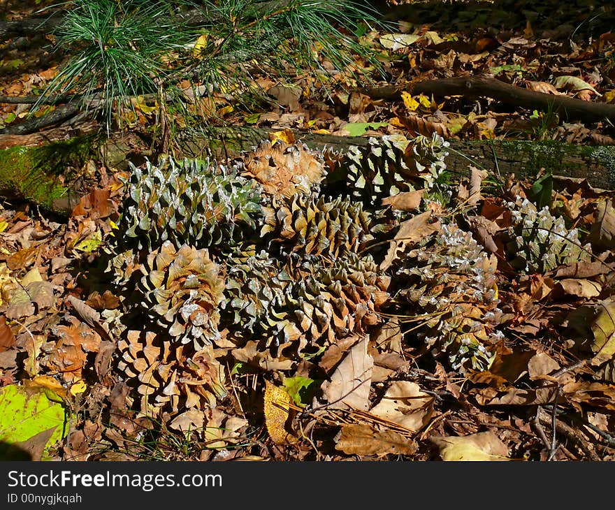 Cones Of Cedar Pine 1