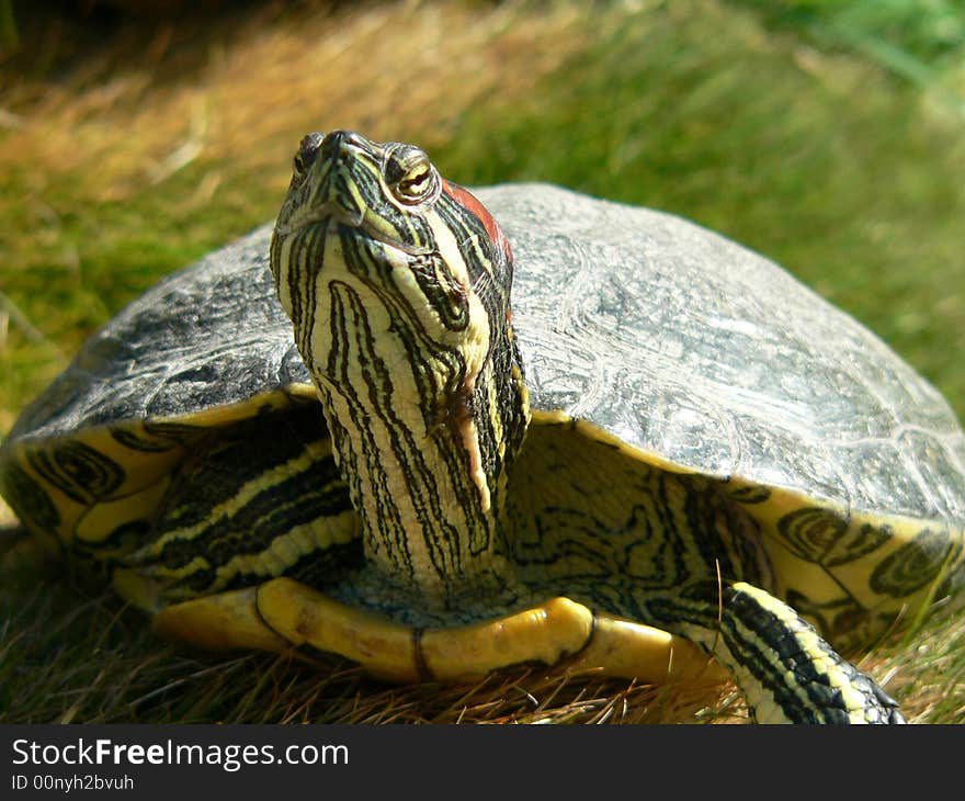 A turtle holding his head high. A turtle holding his head high