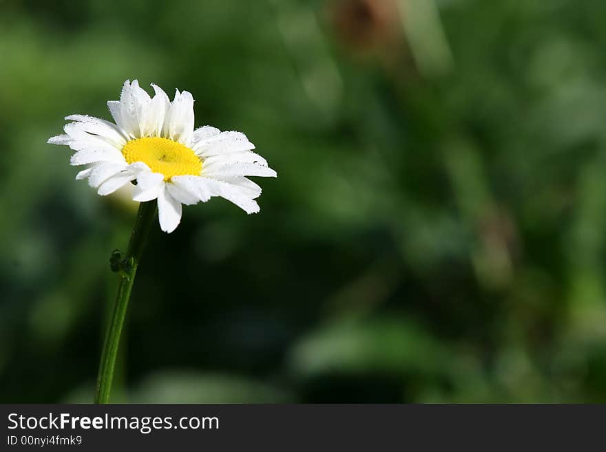 Chrysanthemum daisy taken in the morning, you can see the dew detail on full size. Chrysanthemum daisy taken in the morning, you can see the dew detail on full size