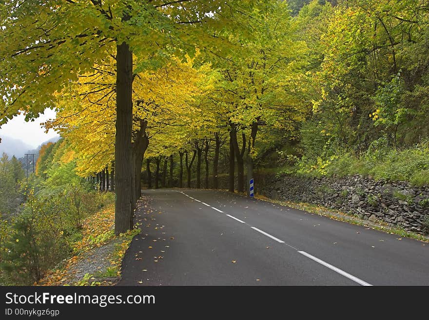 Highway, passing between autumn trees with yellow leaves. Highway, passing between autumn trees with yellow leaves