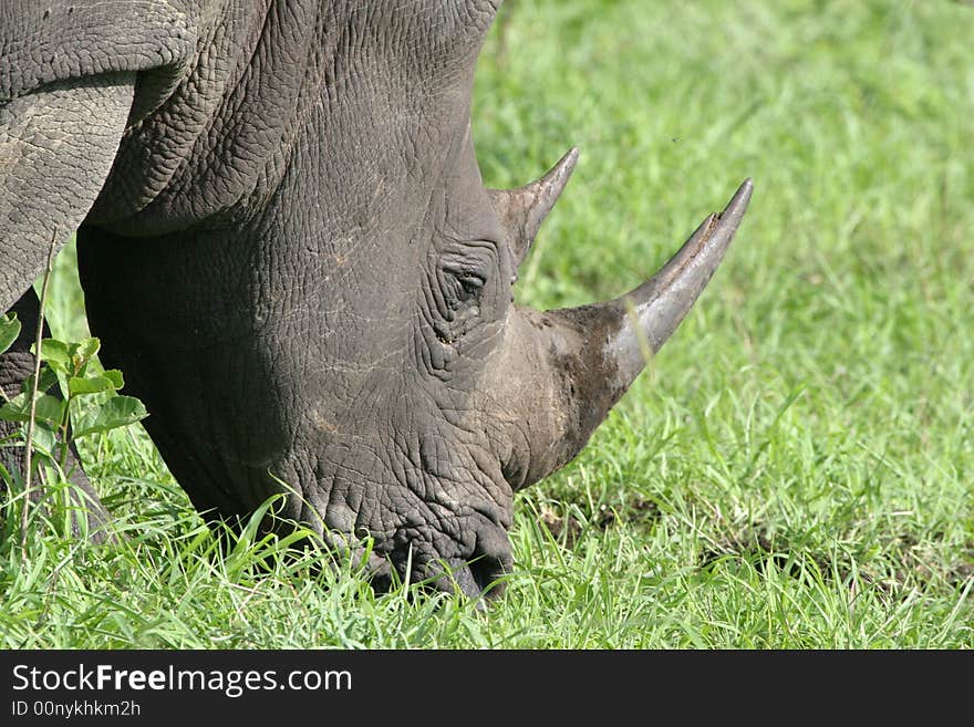 Portrait tough African White Rhinocerous grazing. Portrait tough African White Rhinocerous grazing