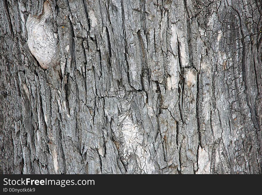 Bark of old tree. Close-up photo.