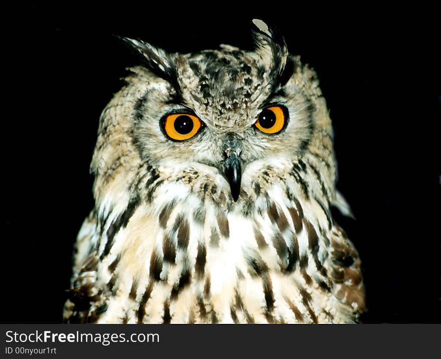 Bengal Eagle Owl