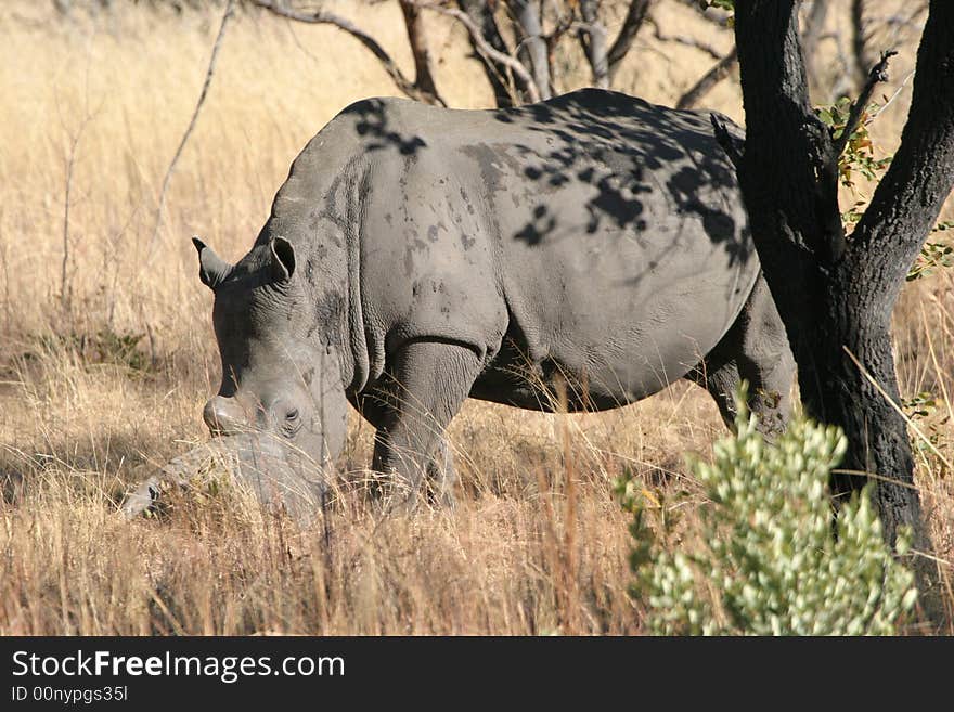 White rhinocerous grazing in African Bushveld