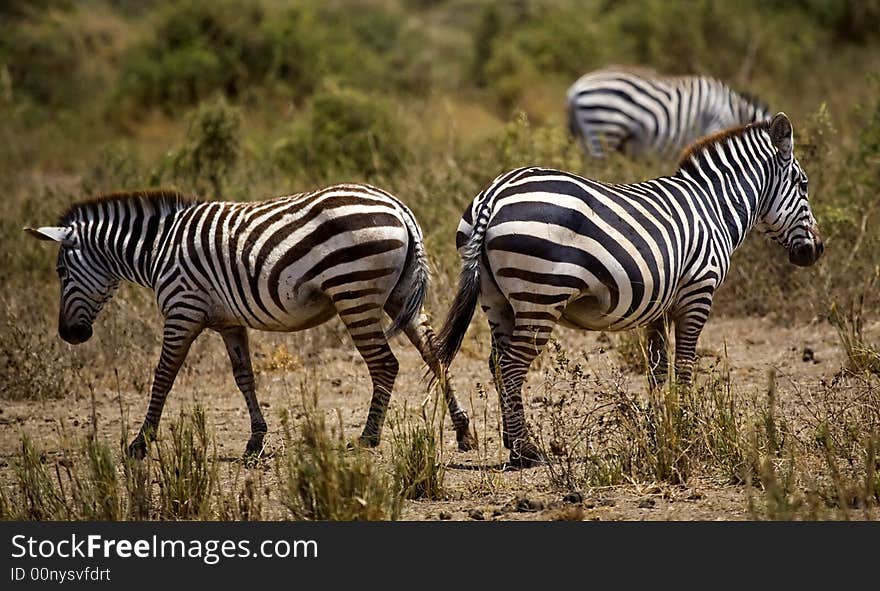 An image of a zebras in kenya.