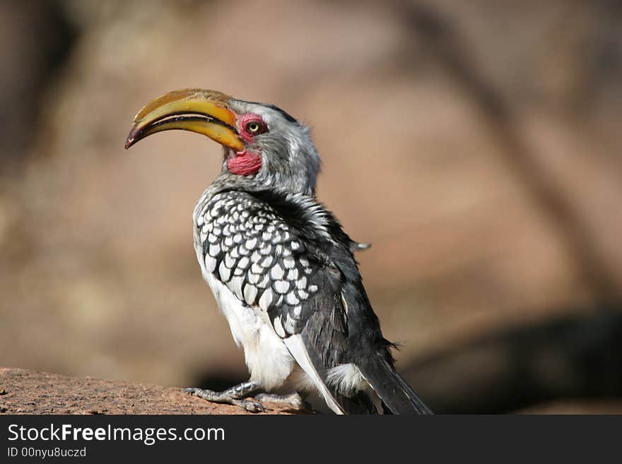 Southern yellow billed hornbill Tockus leucomelas