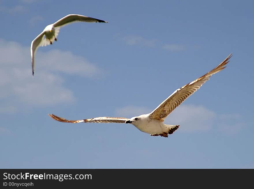 Seagulls from the croation beach.