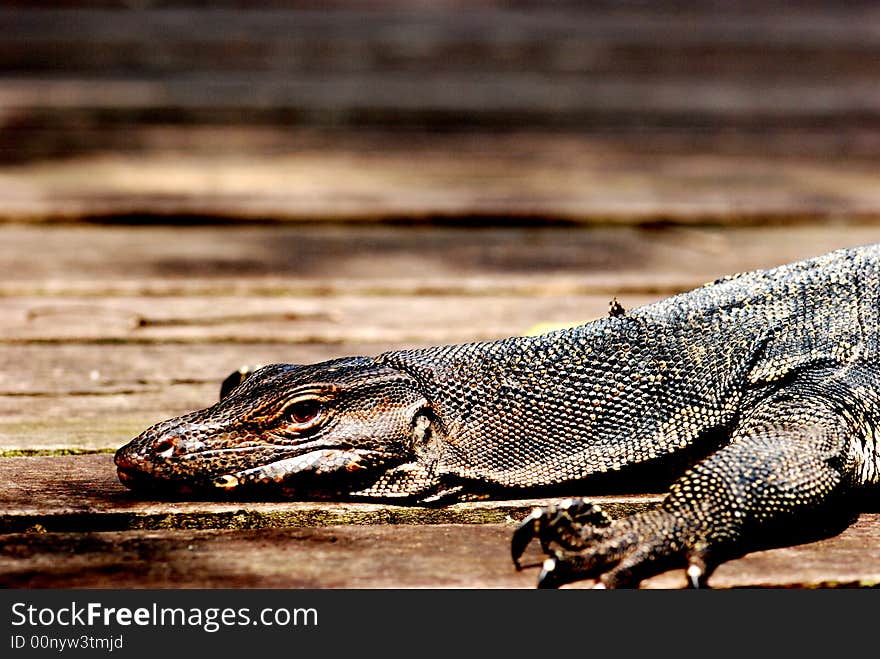 A monitor lizard lying down , basking in the sun. A monitor lizard lying down , basking in the sun