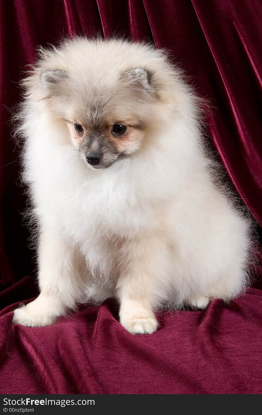 The Puppy Of The Spitz-dog