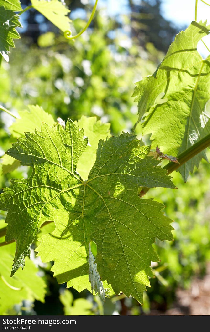 Green Vine Leaves In Sunshine