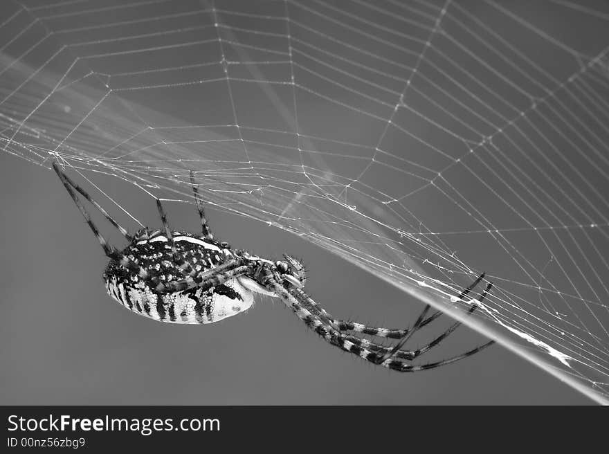 An argiope spider is sitting on it's web waiting for prey. An argiope spider is sitting on it's web waiting for prey.