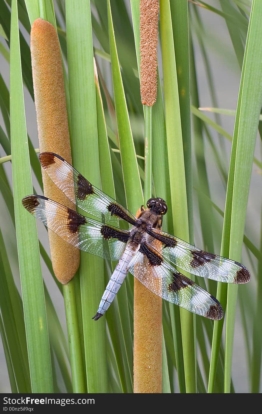 A dragonfly is perched on some cattails near a pond. A dragonfly is perched on some cattails near a pond.