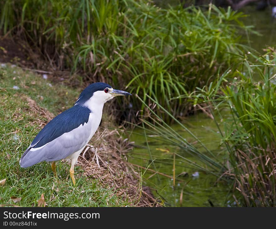 Night Heron