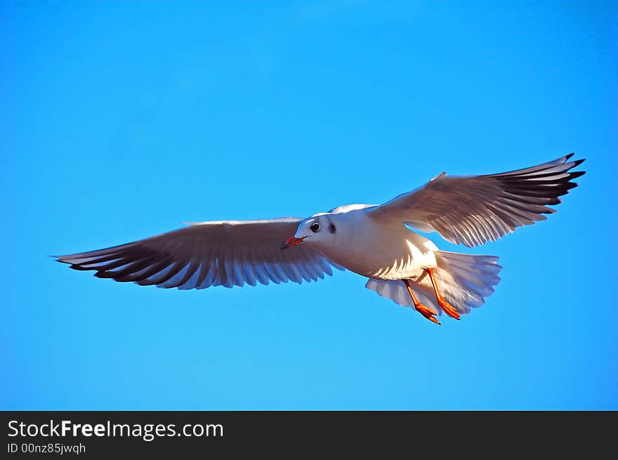 Sea gull flying in the sky