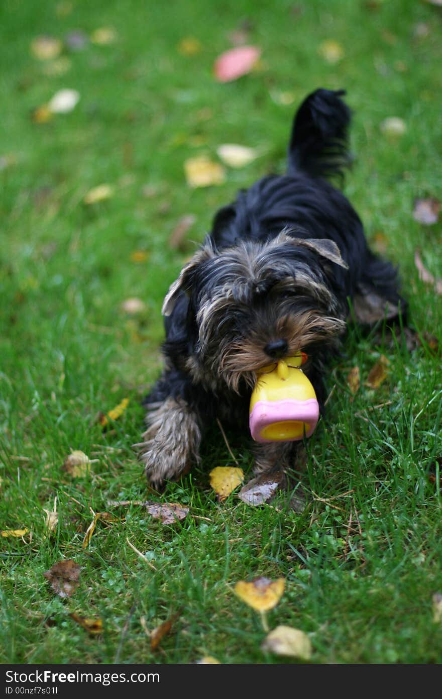 A dog with a toy