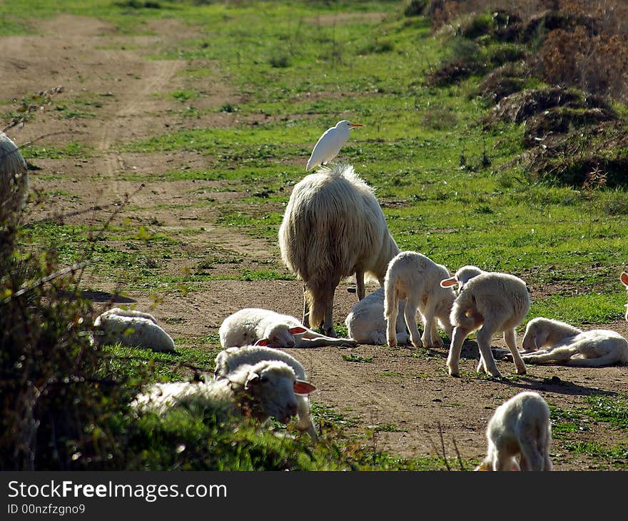 A Great white Heron over a sheep (Sardinia - Italy)