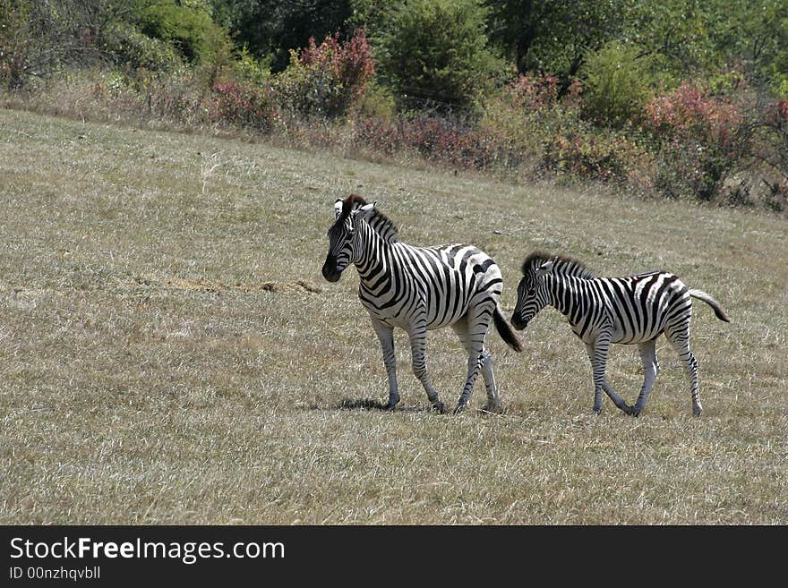 Zebras On The Move