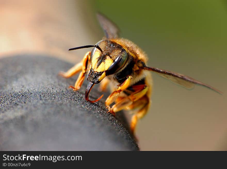 Close-up from a dining insect. Close-up from a dining insect.