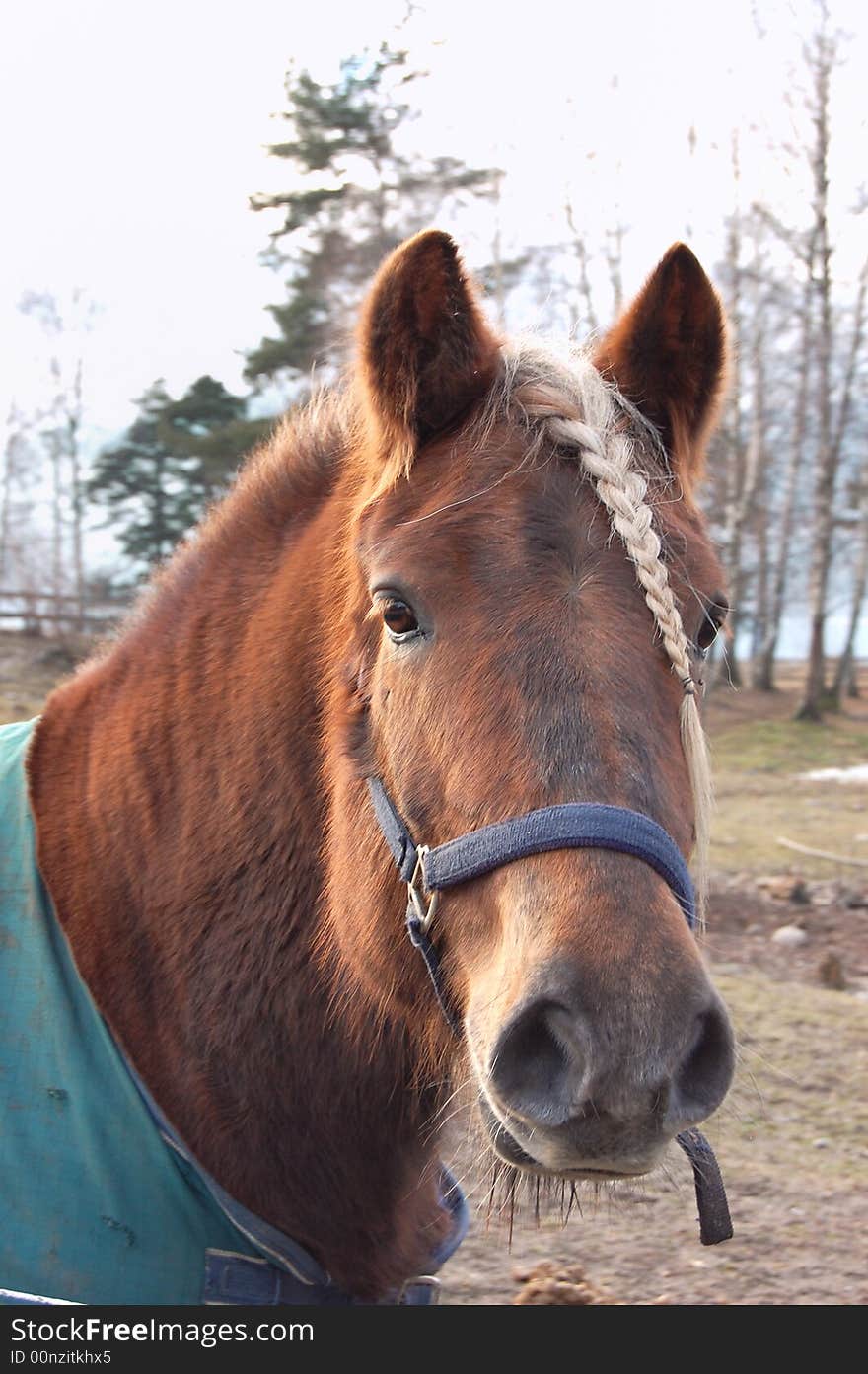 Closeup of a horses head