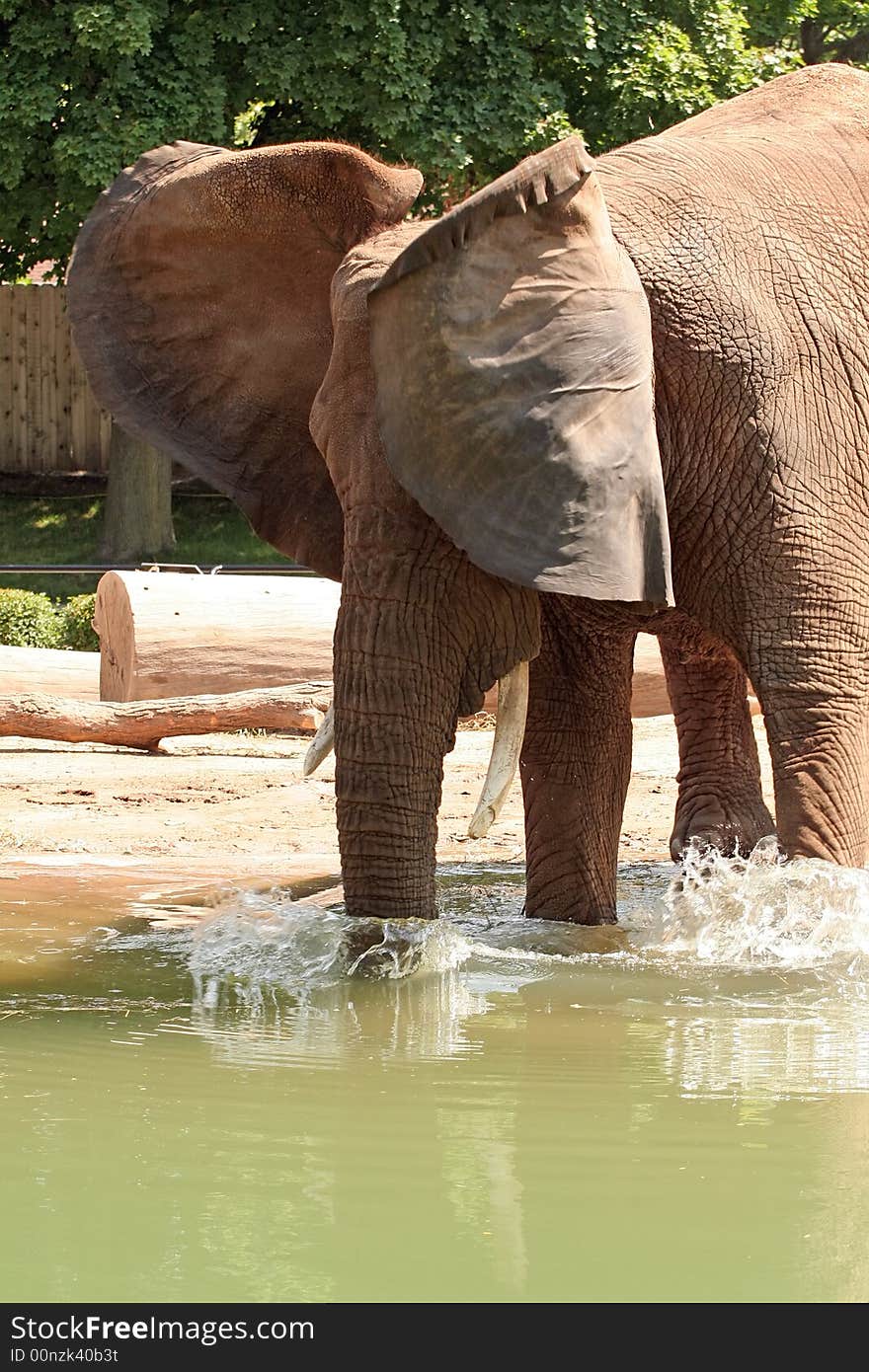 Elephant playing in the water and flapping his ears. Elephant playing in the water and flapping his ears