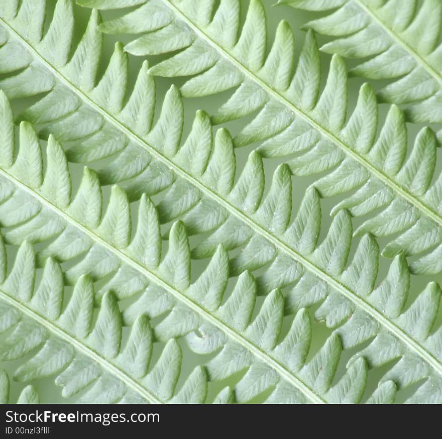 Close-up of fern fronds