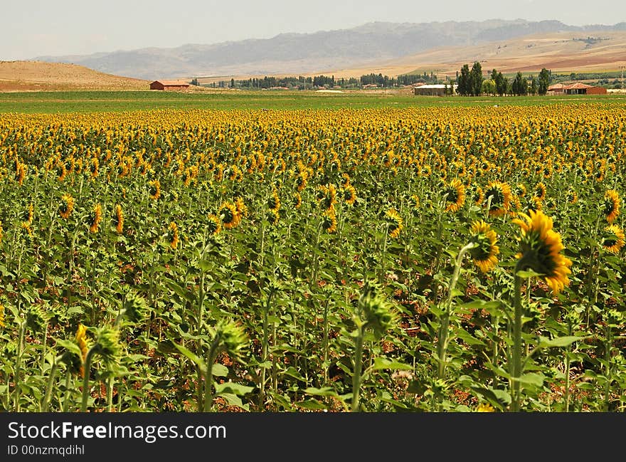 Yellow Fields