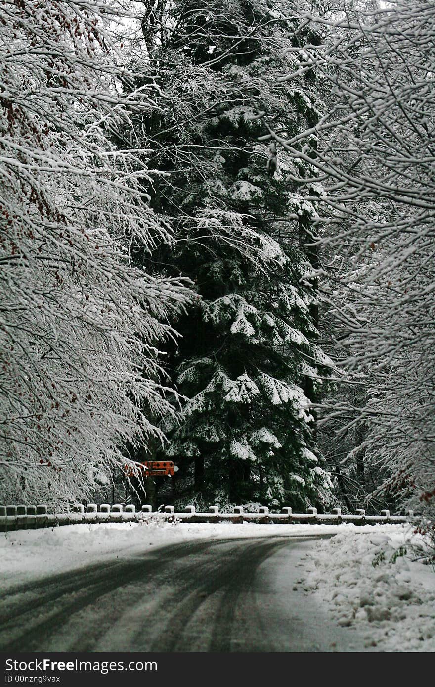 Some tall trees in the Carpathians