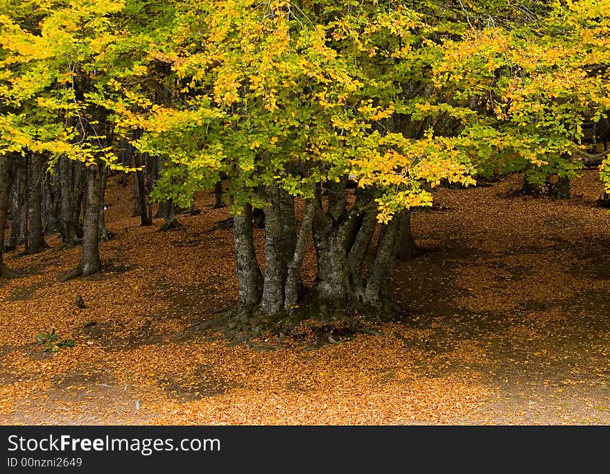 A nice autumn day in the park