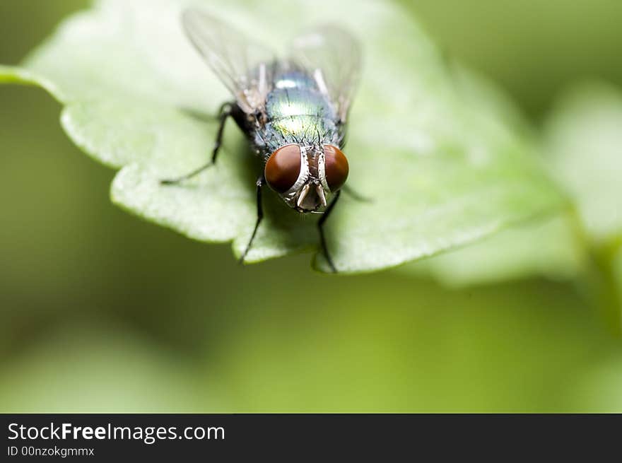 House Fly On Leaf