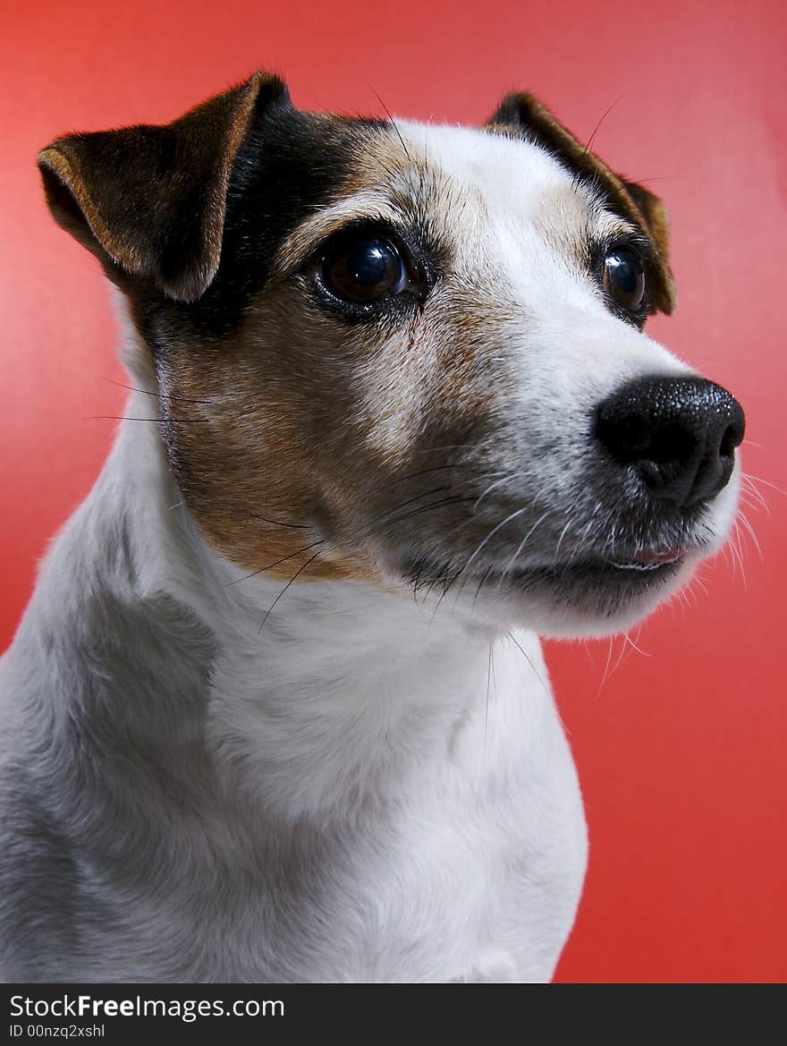 A female Jack Russel protrait.