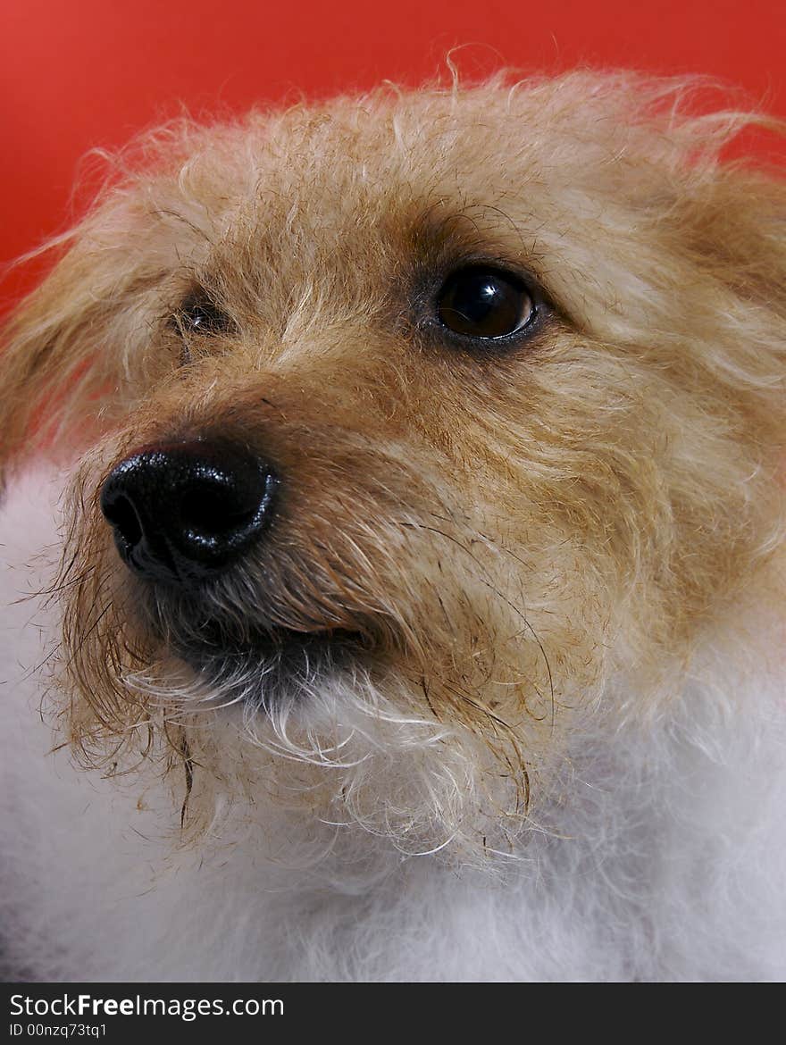 A  Jack Russel terrier protrait.