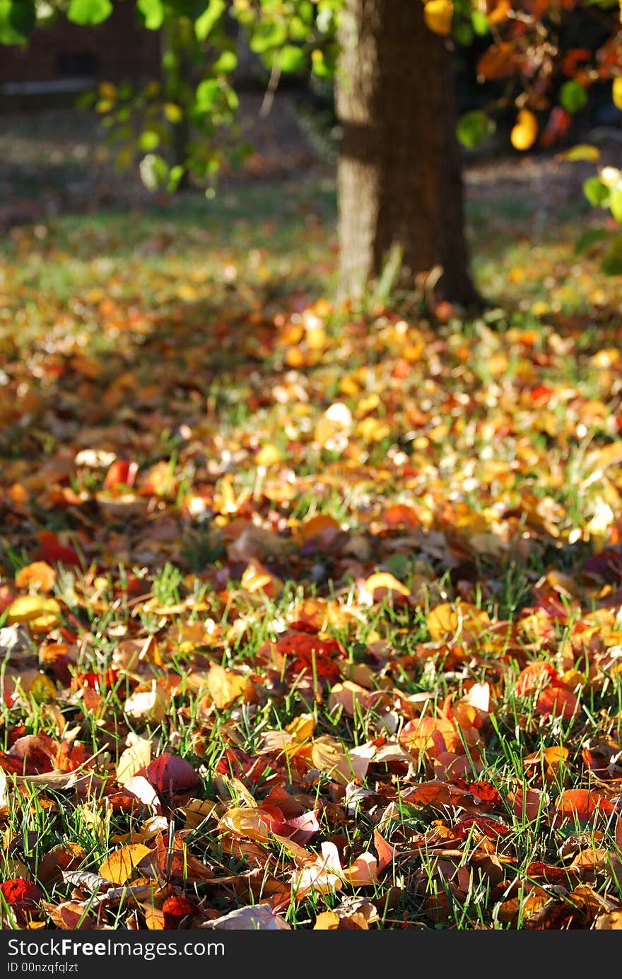 Fall late afternoon sun and leaves. Fall late afternoon sun and leaves