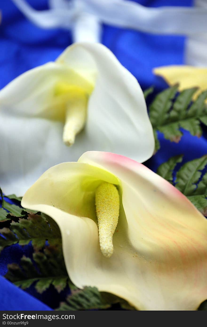 Macro shot of two calla lilies on blue background with ferns.