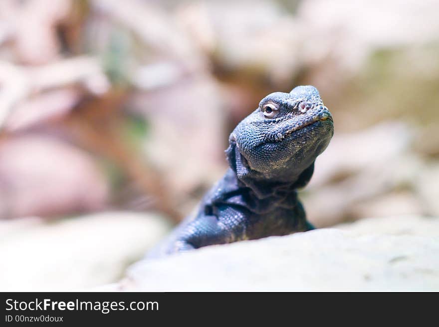 Egyptian Spiny-Tailed Lizard Sitting on a Rock