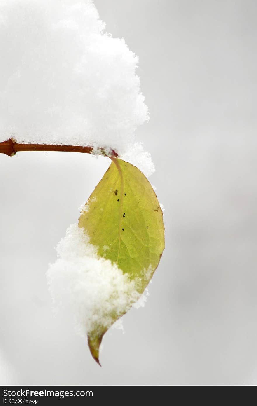 An image of green leaf and snow. An image of green leaf and snow