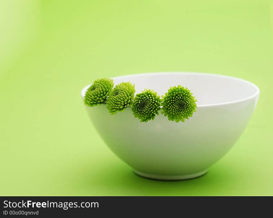 Spring green flower in the white bowl on green background with copyspace. Spring green flower in the white bowl on green background with copyspace