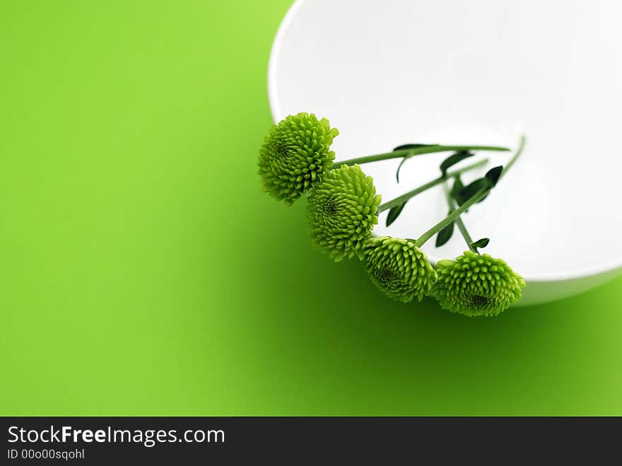 Spring green flower in the white bowl on green background with copyspace. Spring green flower in the white bowl on green background with copyspace