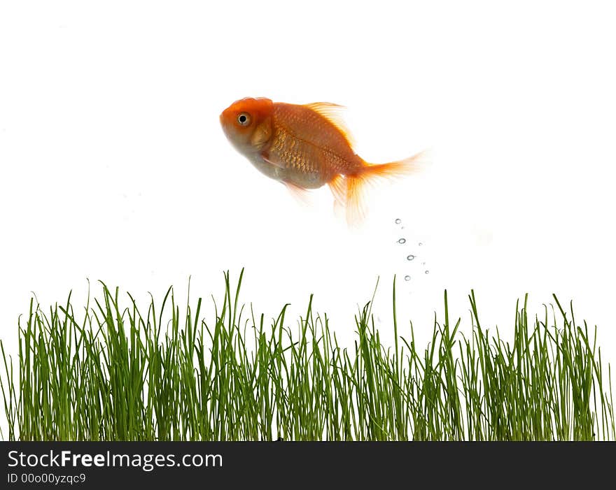 An image of fresh grass an goldfish. An image of fresh grass an goldfish