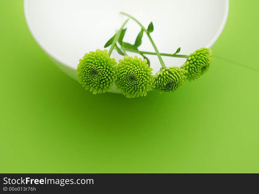 Spring green flower in the white bowl on green background with copyspace. Spring green flower in the white bowl on green background with copyspace