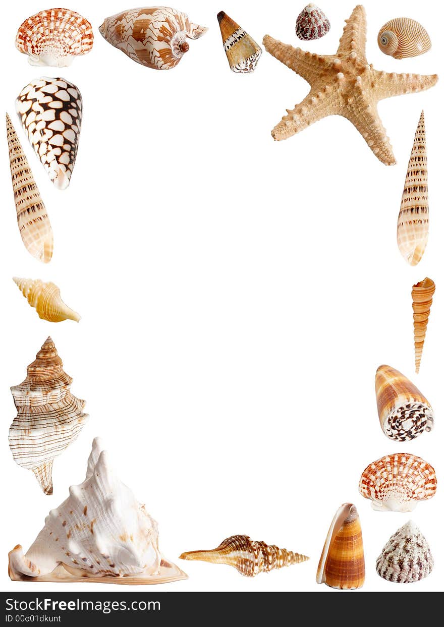 An image of frame of seashells