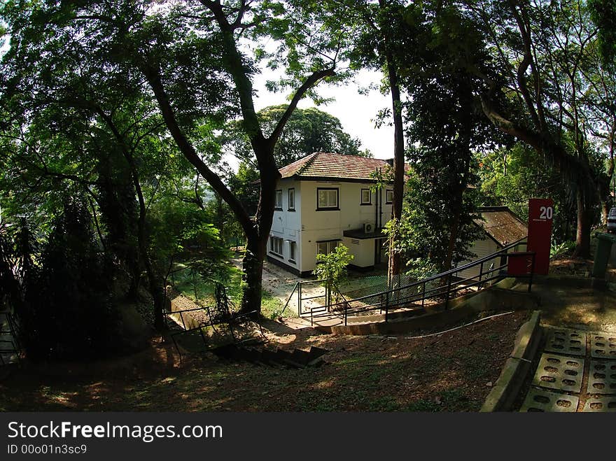 Old house surround by the plants and tree