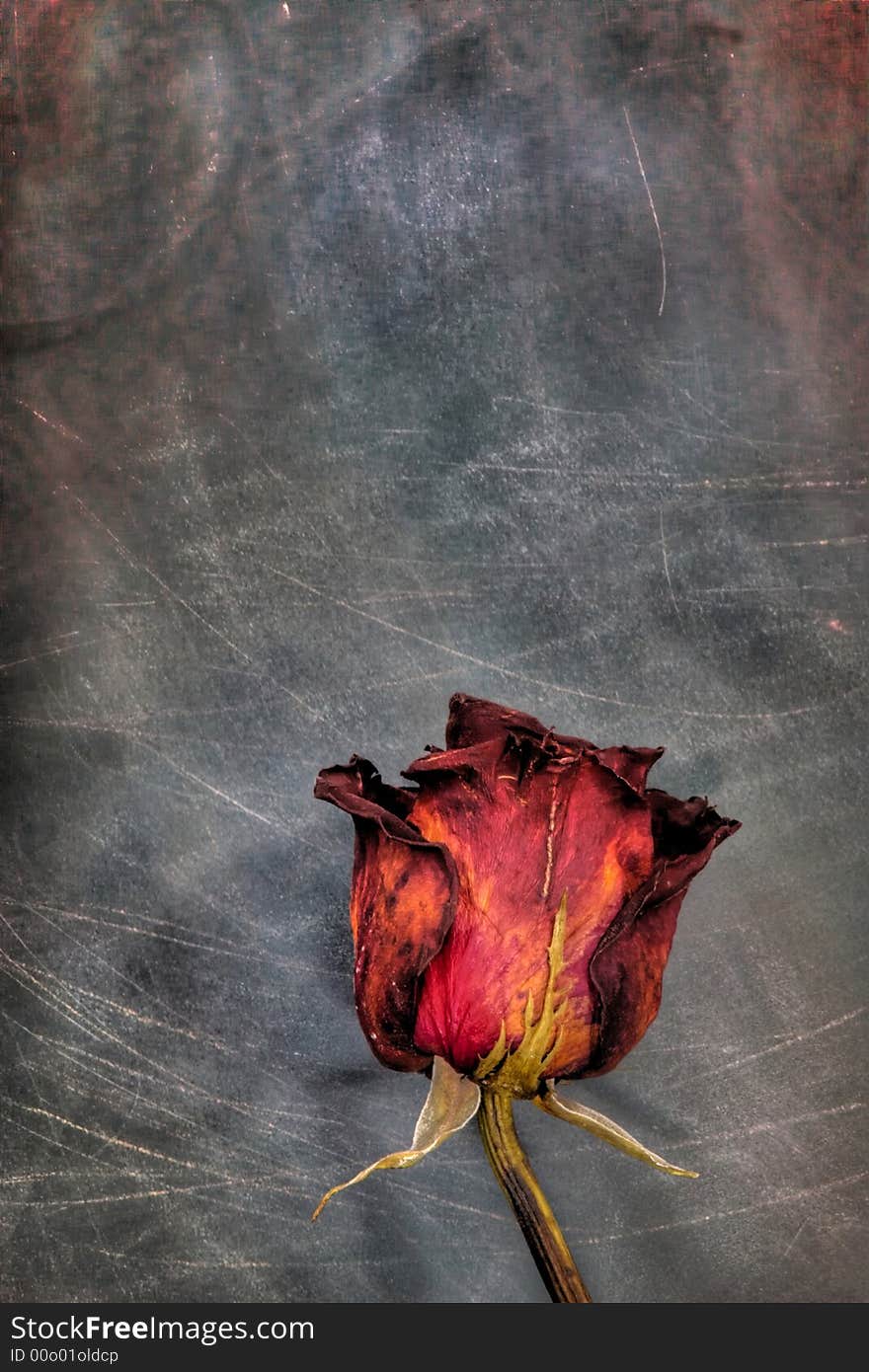 Dirty background and old rose