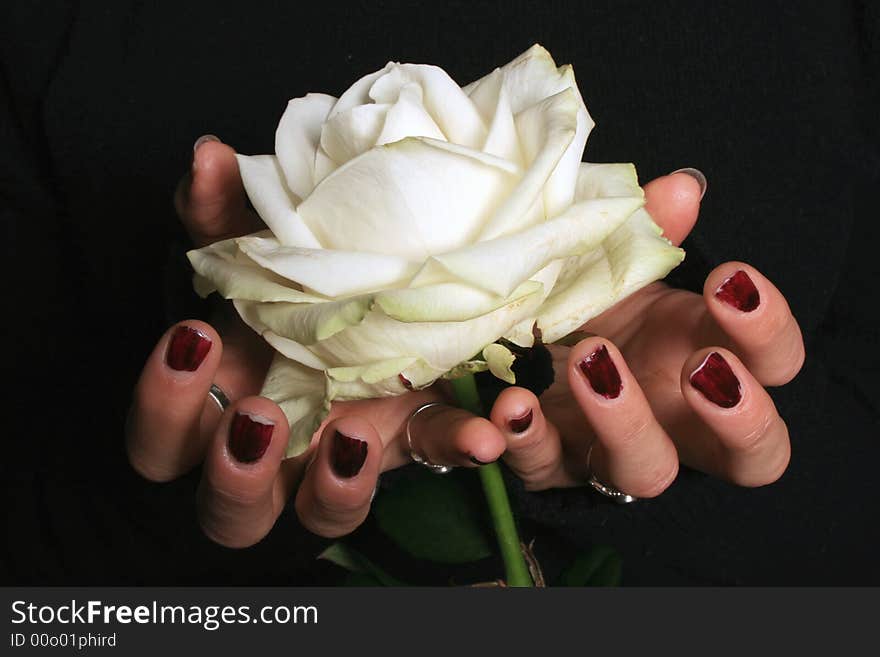 Two hands supporting a white rose. Two hands supporting a white rose.